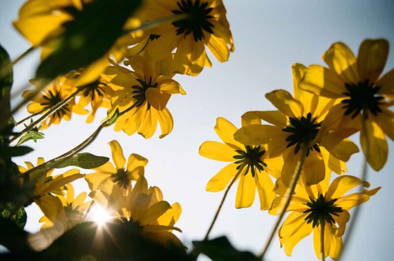 Low-angle view of bright yellow flowers against a clear blue sky, with sunlight shining through the petals and leaves, creating a warm and vibrant atmosphere.