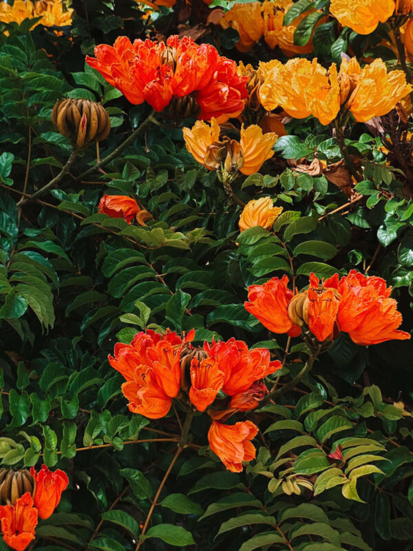 Las flores de los tulipanes africanos de color naranja brillante y amarillo florecen entre hojas verdes brillantes, creando un paisaje de jardín vibrante y exuberante.