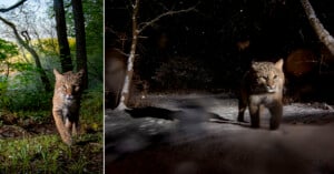 Two photos of a bobcat: on the left, it walks through a green forest in daylight; on the right, it walks in a snowy forest at night, illuminated by a flash.