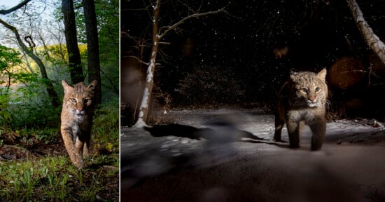 Two photos of a bobcat: on the left, it walks through a green forest in daylight; on the right, it walks in a snowy forest at night, illuminated by a flash.