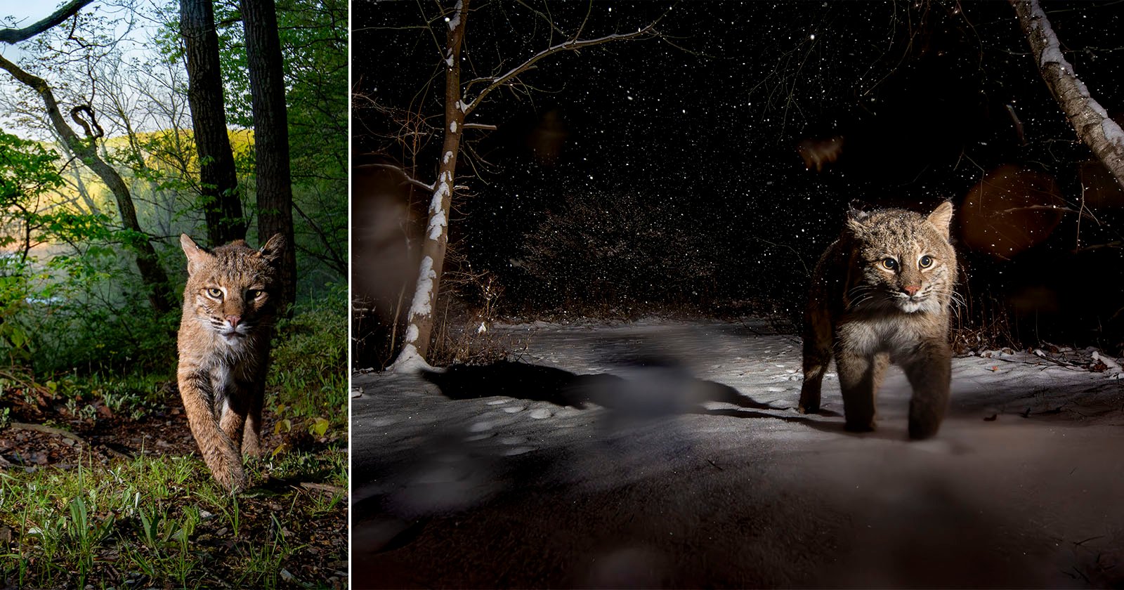 Two photos of a bobcat: on the left, it walks through a green forest in daylight; on the right, it walks in a snowy forest at night, illuminated by a flash.