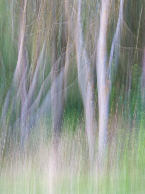 Blurry, ethereal image of slender tree trunks in a forest, with soft green, blue, and purple hues creating an abstract, dreamy effect. Grass and foliage are visible at the base of the trees.