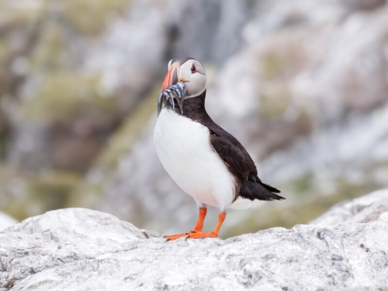 An Atlantic puffin stands on a rocky surface, holding several small fish in its colorful orange and gray beak, with a blurred natural background.