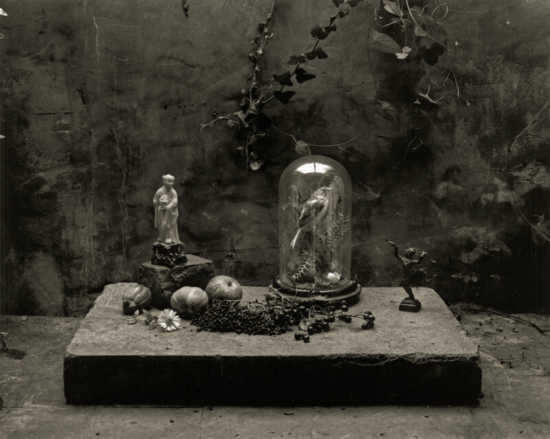 A still life scene on a stone slab features a glass dome covering a bird, a small figurine, fruits, flowers, and grape clusters, with ivy hanging against a textured, weathered wall in the background.