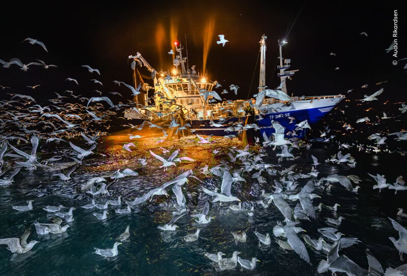 A fishing boat illuminated at night is surrounded by hundreds of flying seagulls over the water, attracted by the fish and lights, creating a lively and chaotic scene.