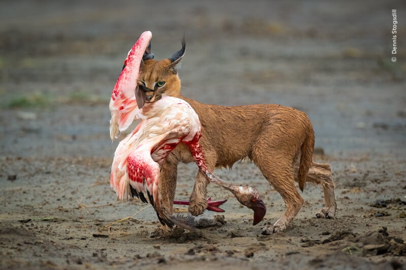 A caracal stands on muddy ground holding a limp flamingo in its mouth, the flamingo's pink wings spread wide and its body limp, indicating the caracal has just captured its prey.