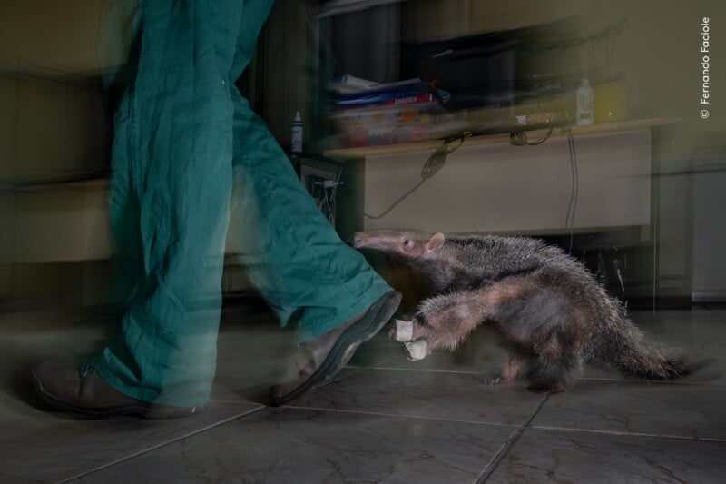 A small anteater chases and grabs the leg of a person in green pants indoors, with motion blur showing movement.