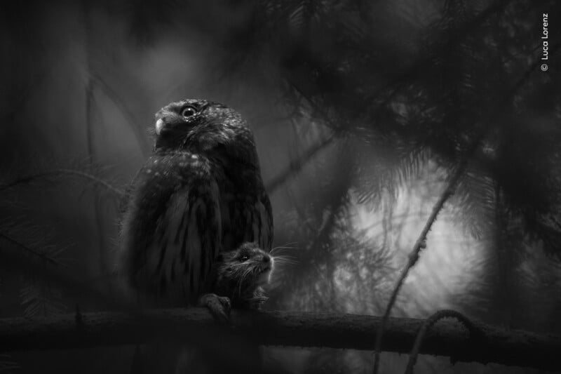 A black-and-white photo of an owl perched on a branch, clutching a small rodent with its talons. The background is dark and misty, with out-of-focus tree branches surrounding the scene.