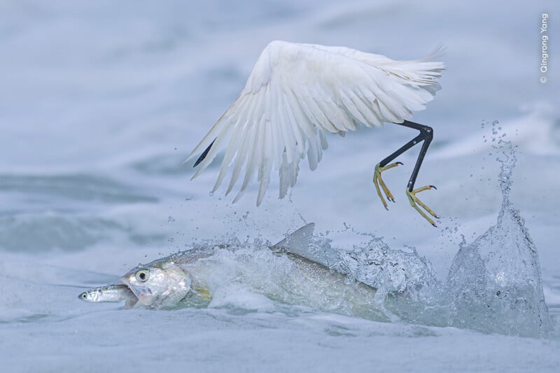 A bird with wings extended above a fish.
