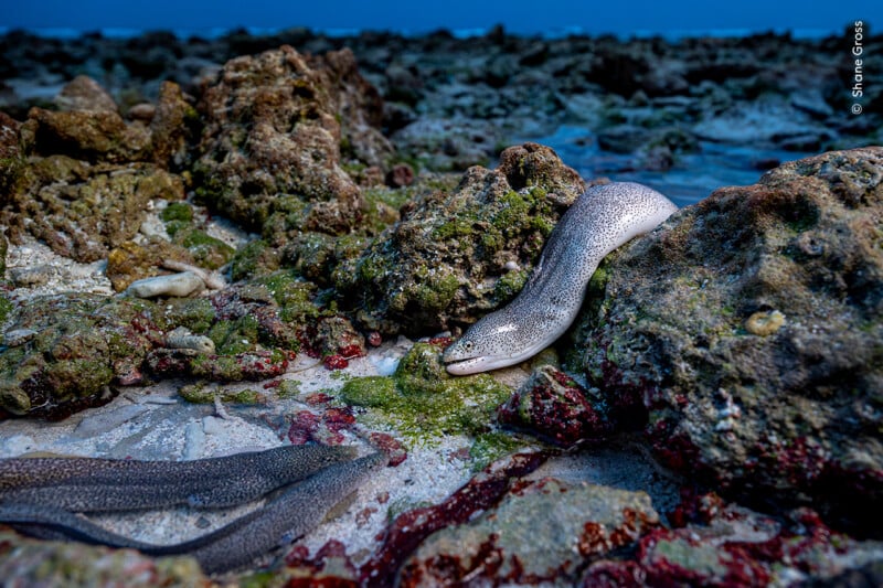 A spotted moray eel emerges from a crevice in a rocky, shallow reef, with its body partially hidden among corals and algae under blue water at dusk. Another eel is visible on the sandy seabed.