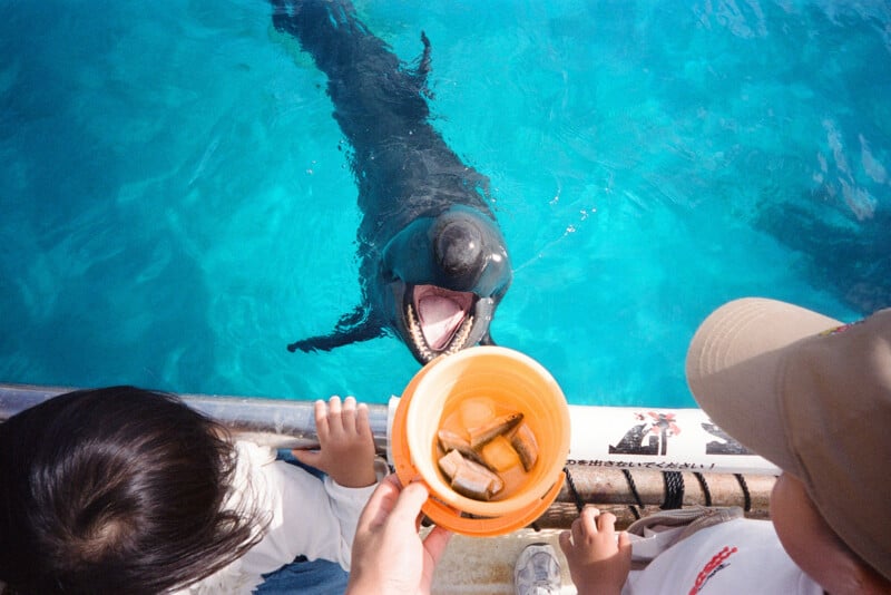 A dolphin with its mouth open waits in blue water as two children stand nearby, looking at a bucket of fish being held over the water.