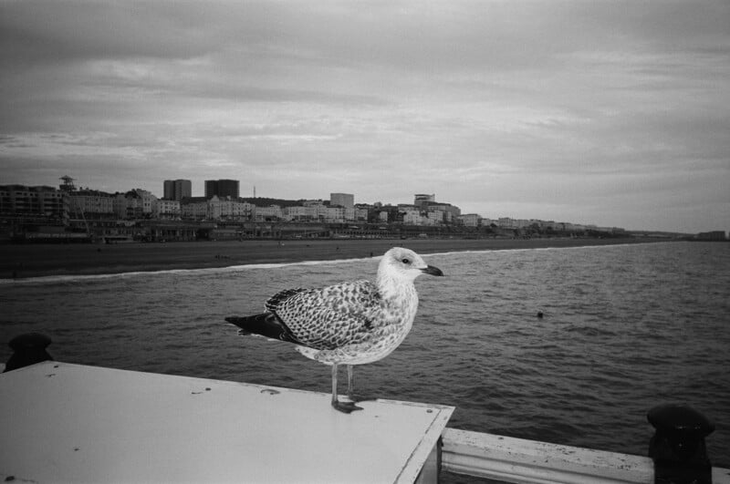 A seagull stands on a white surface overlooking the sea, with a city shoreline and buildings visible in the background under a cloudy sky. The photo is in black and white.