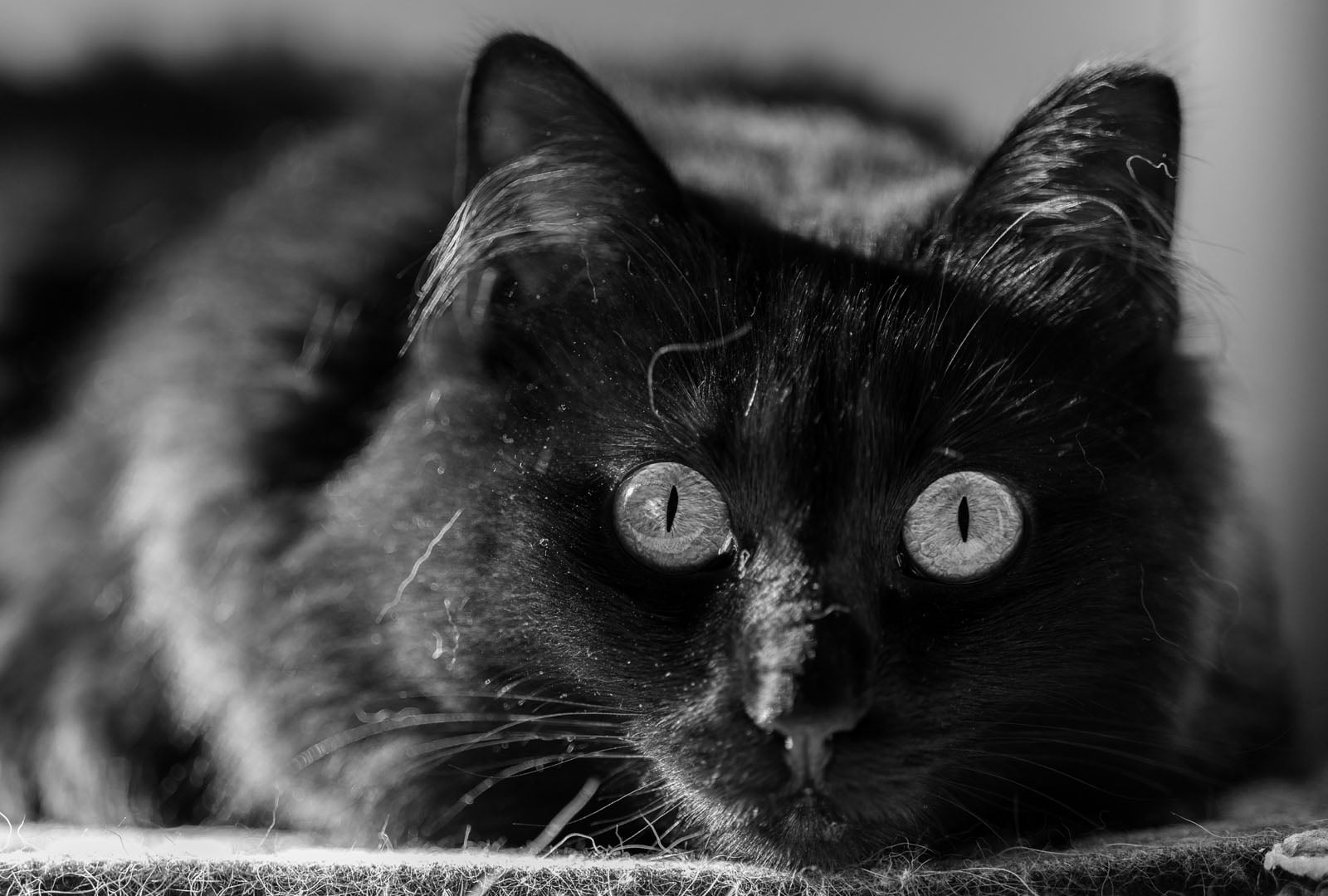 Close-up of a black cat lying down, staring directly at the camera with wide, alert eyes. The image is in black and white, highlighting the cat's shiny fur and intense gaze.
