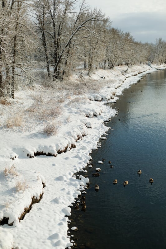 Riberas cubiertas de nieve bordeadas de árboles y arbustos desnudos. Bajo el cielo nublado, un grupo de patos nadan y descansan a lo largo del río claro y tranquilo. El paisaje invernal parece tranquilo y pacífico.