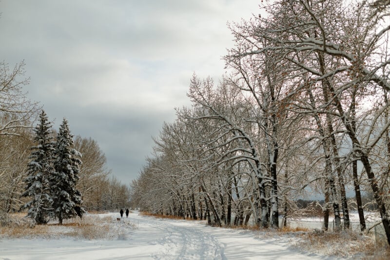 Un sendero cubierto de nieve bordeado de árboles desnudos y árboles de hoja perenne, dos personas caminando a lo lejos bajo un cielo nublado de invierno.