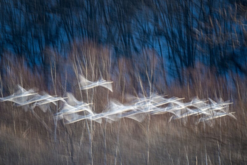 A blurred photograph shows white birds in flight against a backdrop of tall, leafless trees and a deep blue sky, creating a sense of motion and abstract patterns.