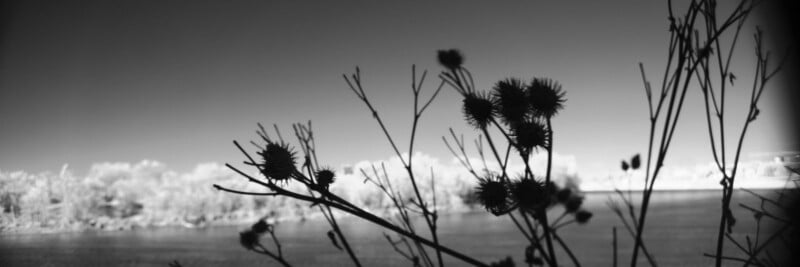 Fotografía en blanco y negro de una planta de cardo con púas en primer plano, recortada contra un río borroso y una línea de árboles distante bajo un cielo despejado.
