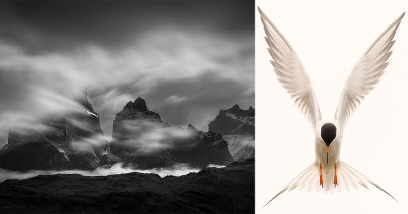 A black and white photo of jagged mountains with swirling clouds on the left; on the right, a white bird with outstretched wings and a black head faces forward against a plain background.