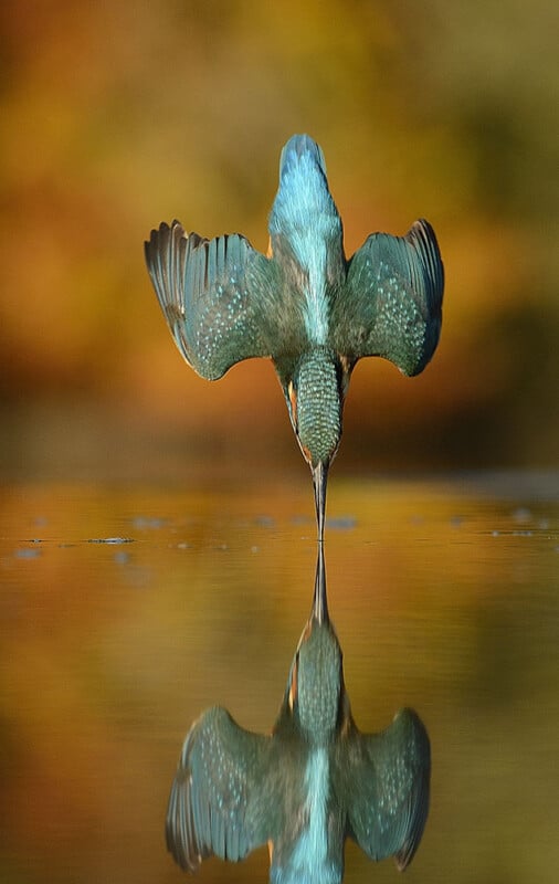 El martín pescador se lanza directamente al agua, con las alas extendidas, el pico apenas tocando el agua y su reflejo visible debajo, sobre un fondo dorado borroso.