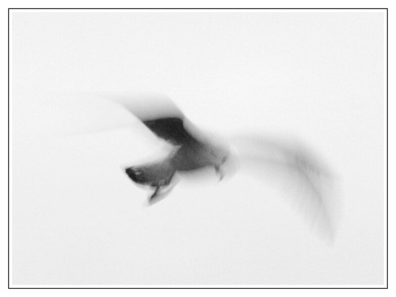 La imagen borrosa en blanco y negro muestra un pájaro volando sobre un fondo claro simple, con las alas extendidas y el movimiento creando un efecto suave y de ensueño.