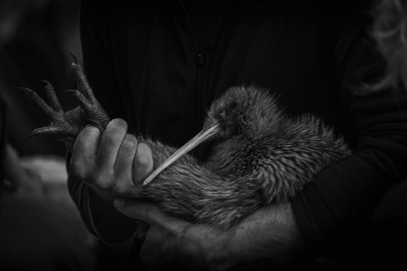 Un hombre sostiene suavemente un pájaro kiwi en sus brazos. La imagen es en blanco y negro, resaltando el pico largo y las plumas texturizadas del pájaro, contrastando con la ropa oscura de la figura.