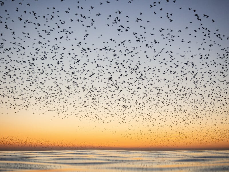 Al atardecer, una gran bandada de pájaros sobrevuela las tranquilas aguas y el horizonte brilla con cálidos tonos anaranjados y amarillos bajo un cielo azul pálido.