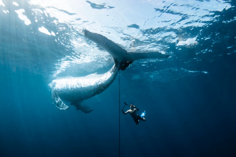 Un buzo toma fotografías submarinas de una gran ballena nadando cerca de la superficie mientras la luz del sol se filtra a través del agua azul sobre ellos.