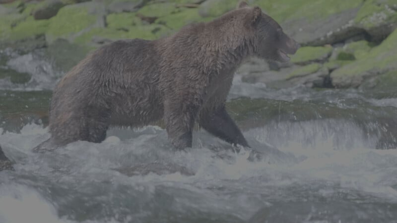 A brown bear wades through a shallow, fast-moving river with moss-covered rocks in the background.