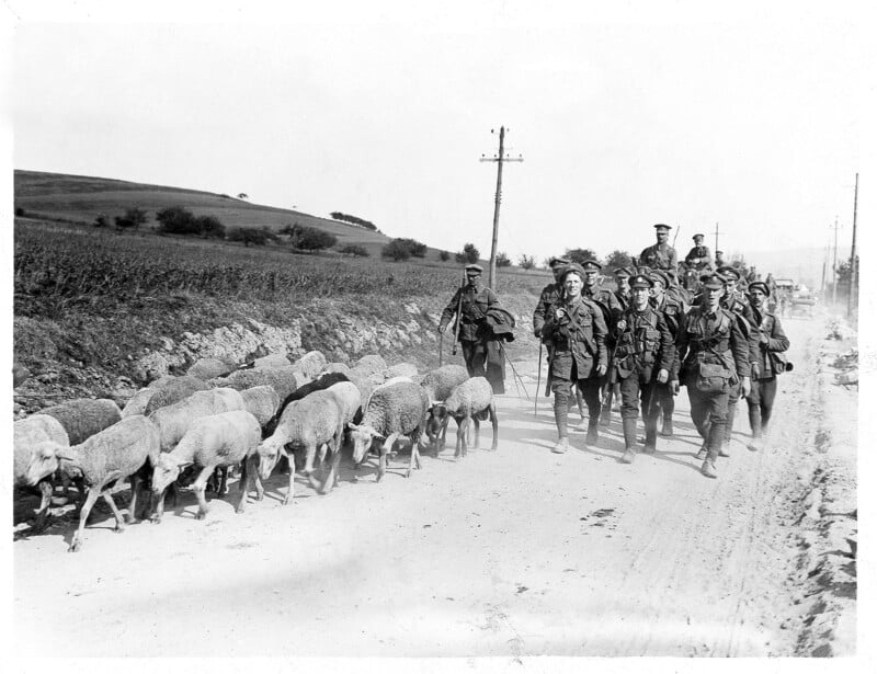 A group of soldiers walks down a rural dirt road among a herd of sheep. The soldiers wear uniforms and carry gear, while the sheep walk calmly ahead. Utility poles and open fields line the road.