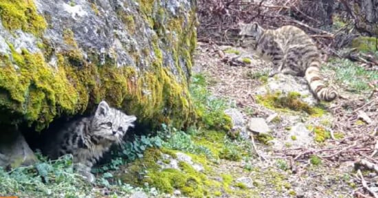 Two wild cats with striped fur are in a forest setting. One cat is emerging from a mossy hole under a large rock, while the other stands on the ground nearby among grass and stones.
