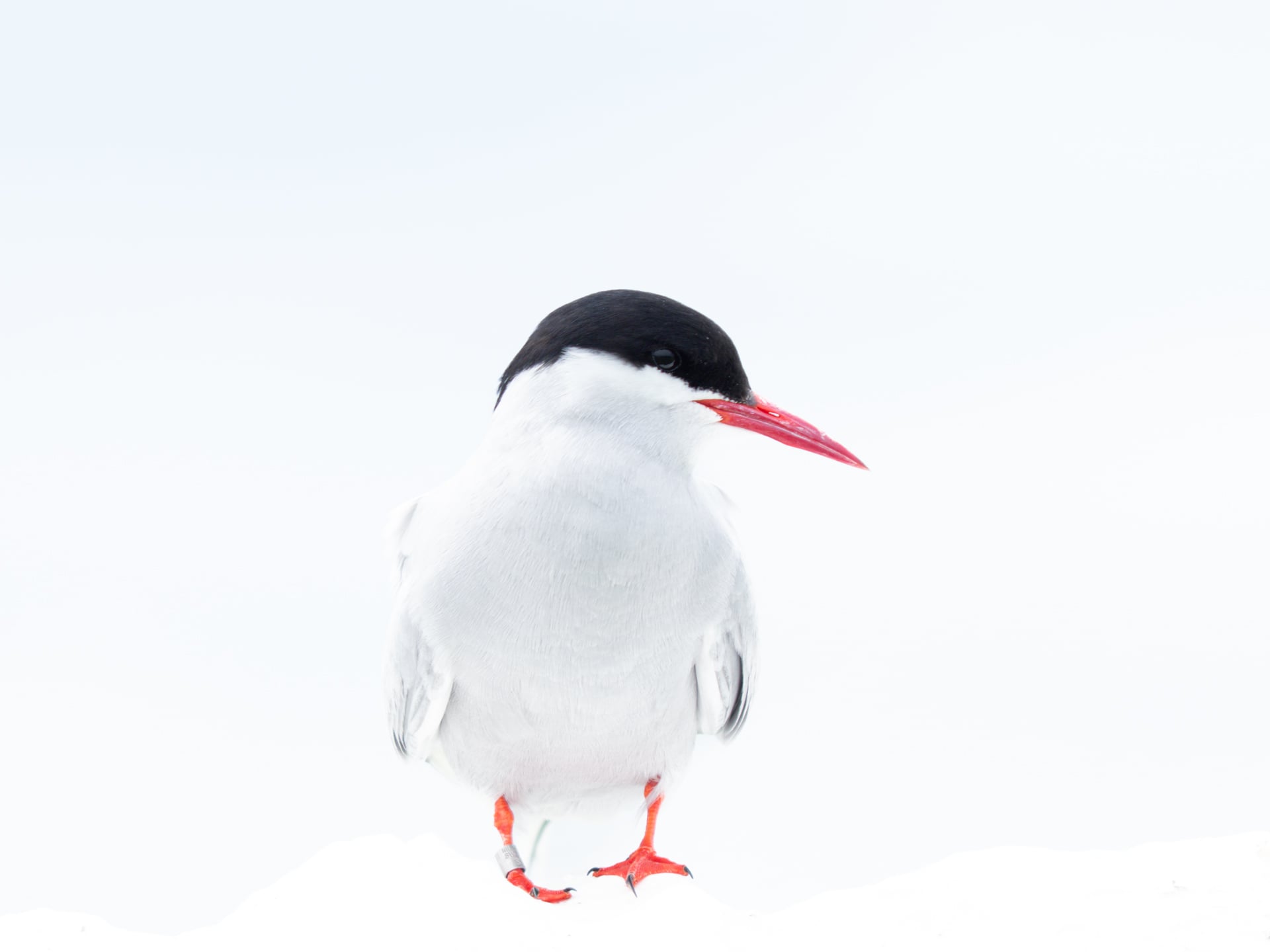 Un pájaro blanco con sombrero negro, pico rojo y patas rojas se encuentra sobre la nieve sobre un fondo blanco.