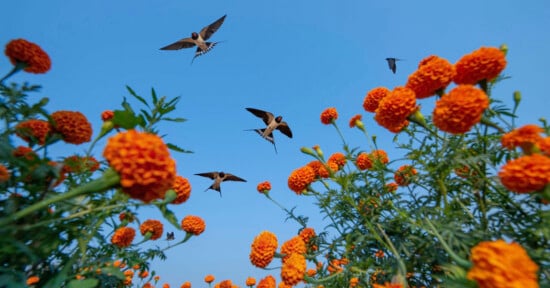 Four birds fly in a clear blue sky above tall, vibrant orange marigold flowers, viewed from a low angle among the blossoms.