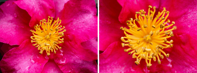 Close-up split image of a vibrant pink flower with bright yellow stamens; the left side appears softer and less sharp, while the right side is clearer, showing more detail and sharpness in the stamens.