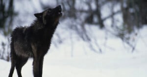 A dark-furred wolf stands on snowy ground, looking upward with its mouth open as if howling. The background is blurred with snow-covered trees and branches.