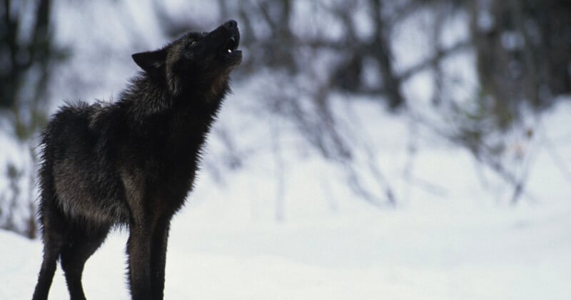 Un lobo de pelaje negro estaba sobre la nieve, mirando hacia arriba con la boca abierta, como si aullara. El fondo está borroso por árboles y ramas cubiertos de nieve.