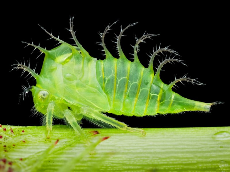Close-up of a bright green spiky insect with translucent body and long, hair-like projections, standing on a green stem against a black background.
