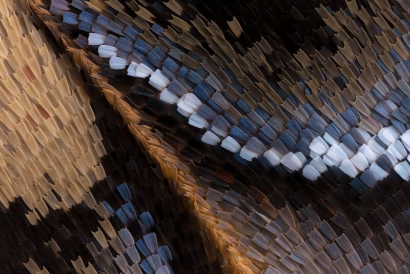 Close-up of overlapping, colorful butterfly wing scales in shades of brown, tan, black, and white, creating an intricate, textured pattern with diagonal lines and shimmering details.