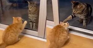 Two images: On the left, an orange cat touches a glass door while a tabby cat sits on the other side. On the right, the tabby reaches through an open door to tap the orange cat on the head.