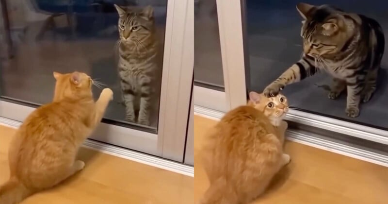 Two images: On the left, an orange cat touches a glass door while a tabby cat sits on the other side. On the right, the tabby reaches through an open door to tap the orange cat on the head.