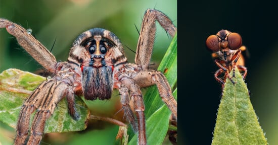 Close-up of a spider on the left clinging to a green leaf, showing its eyes and hairy legs, and a detailed view of an insect with large eyes perched on the tip of a leaf on the right.