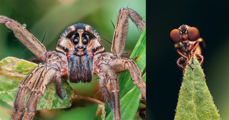 Close-up of a spider on the left clinging to a green leaf, showing its eyes and hairy legs, and a detailed view of an insect with large eyes perched on the tip of a leaf on the right.