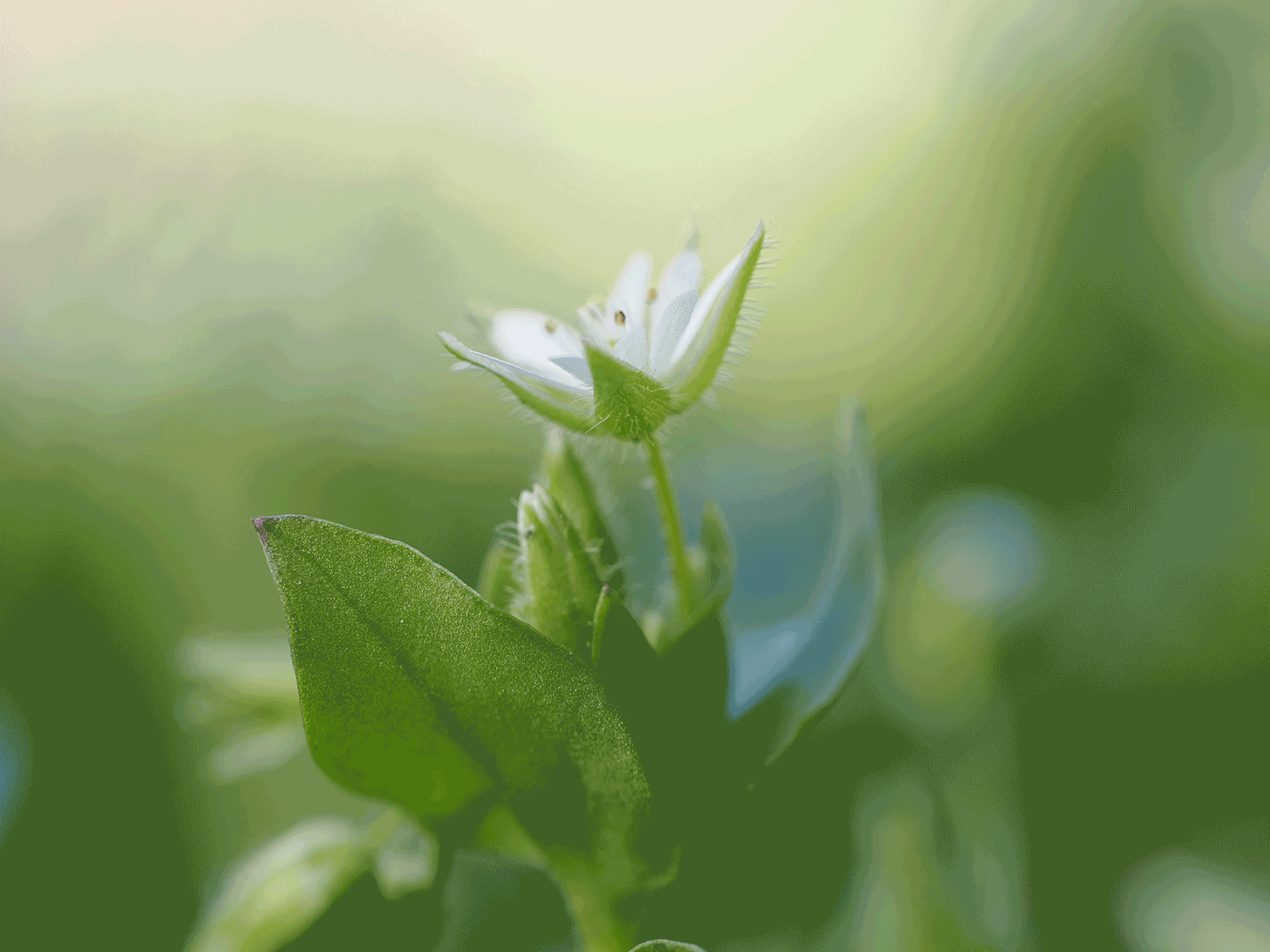A small white wildflower with delicate petals and green leaves is captured in soft focus, set against a blurred green background with gentle sunlight.