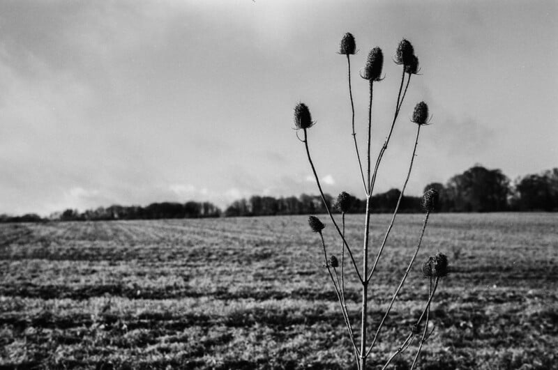 A black and white photo of a single teasel plant in the foreground, with an open field and a line of distant trees under a cloudy sky in the background.