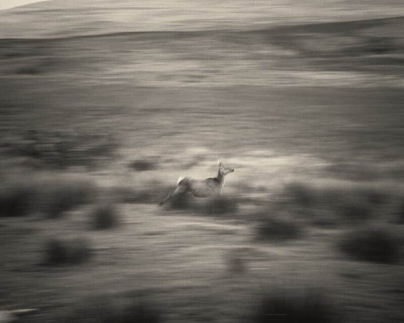 Una fotografía borrosa en blanco y negro de un perro salvaje solitario corriendo por un prado abierto, con un desenfoque de movimiento que enfatiza su velocidad y la inmensidad del entorno.