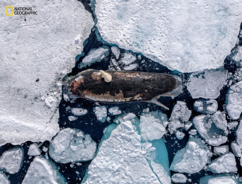 Vista aérea de un narval nadando entre hielo flotante en las profundas aguas azules del Ártico, con un símbolo de National Geographic en la esquina superior izquierda.