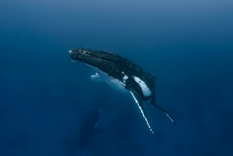 A humpback whale swims gracefully underwater in a deep blue ocean, with another whale faintly visible in the background below.