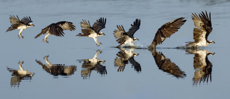 A sequence of images shows an osprey swooping down over calm water, skimming the surface with its talons, and creating splashes, all reflected clearly in the water below.