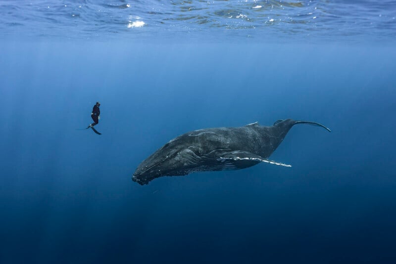 A scuba diver swims near a large humpback whale in deep blue ocean water, with sunlight filtering down from the surface above.