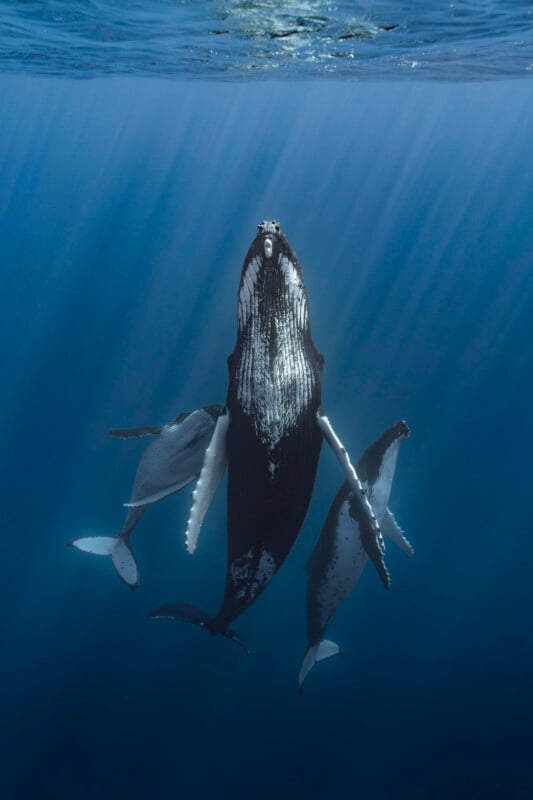A large humpback whale swims upward toward the ocean surface, accompanied by two smaller whales, with rays of sunlight filtering through the deep blue water.