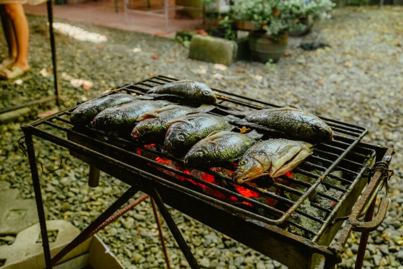 Se asan varios pescados enteros sobre brasas en una parrilla al aire libre sobre una superficie de grava, con plantas y muebles de jardín visibles al fondo.